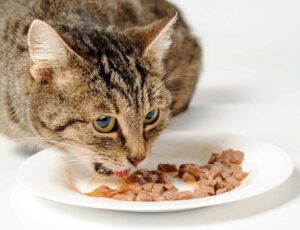 חתול אוכל מזון רטוב מהצלחת