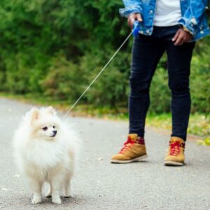 כלב פומרניאן עם פרווה לבנה מטייל בפארק עם הבעלים שלו